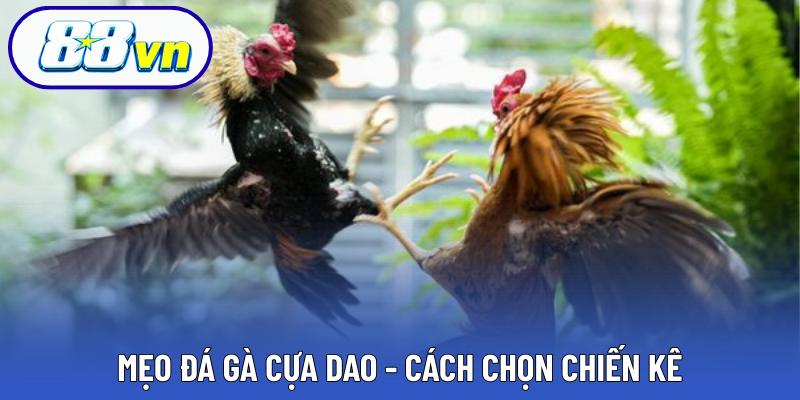 Mẹo đá gà cựa dao dễ dàng thắng lớn