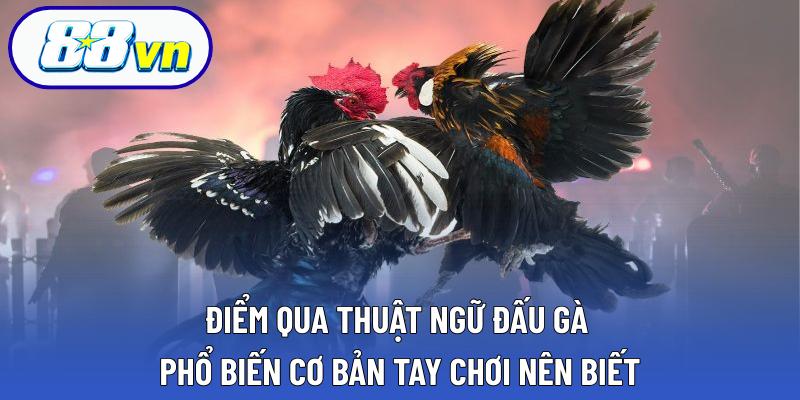 Điểm qua thuật ngữ đấu gà phổ biến cơ bản tay chơi nên biết