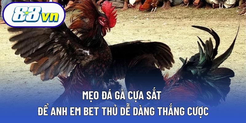 Mẹo đá gà cựa sắt để dễ dàng thắng cược